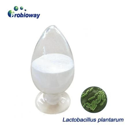 Metabolism Prebiotic Flora Gut