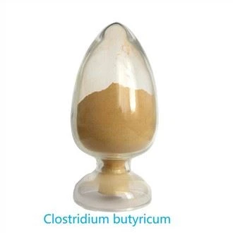 Clostridium Butyricum amh