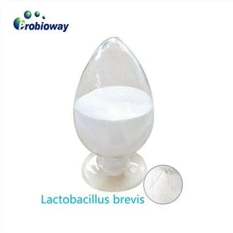 Lactobacillus Brevis ar an seilf-chobhsaí