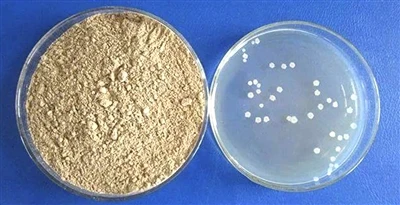 An bhfuil Bacillus subtilis díobhálach don chomhshaol?