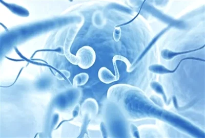An Méadaíonn L. Reuteri Testosterone?